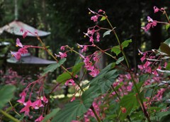 多宝と咲く