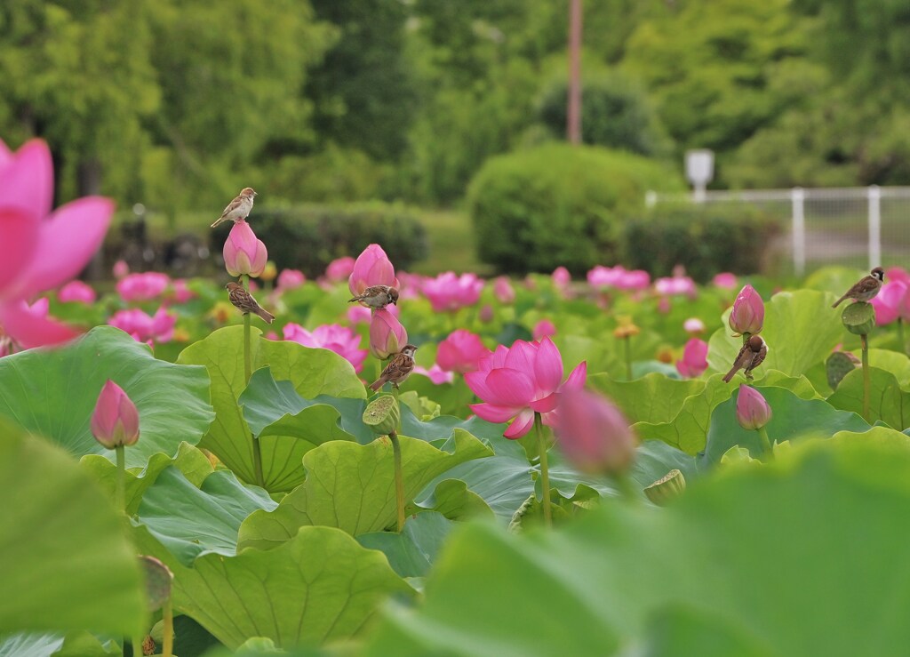 花の中