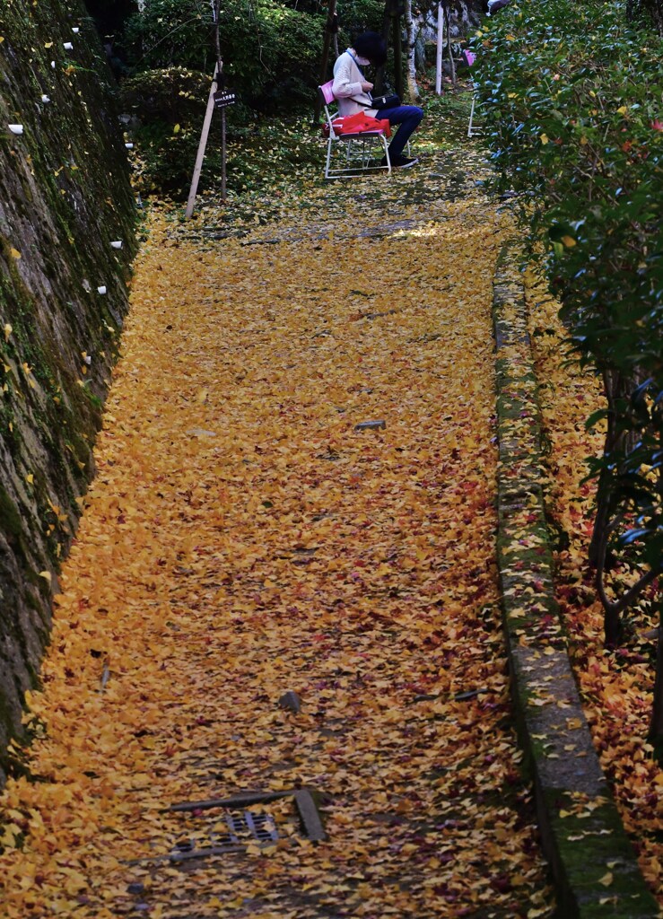 落葉の先