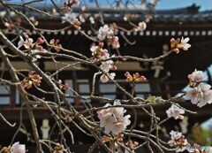 山門に咲く