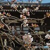 山門に咲く