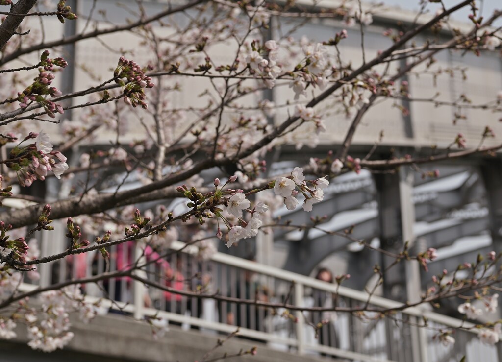 銀橋の春