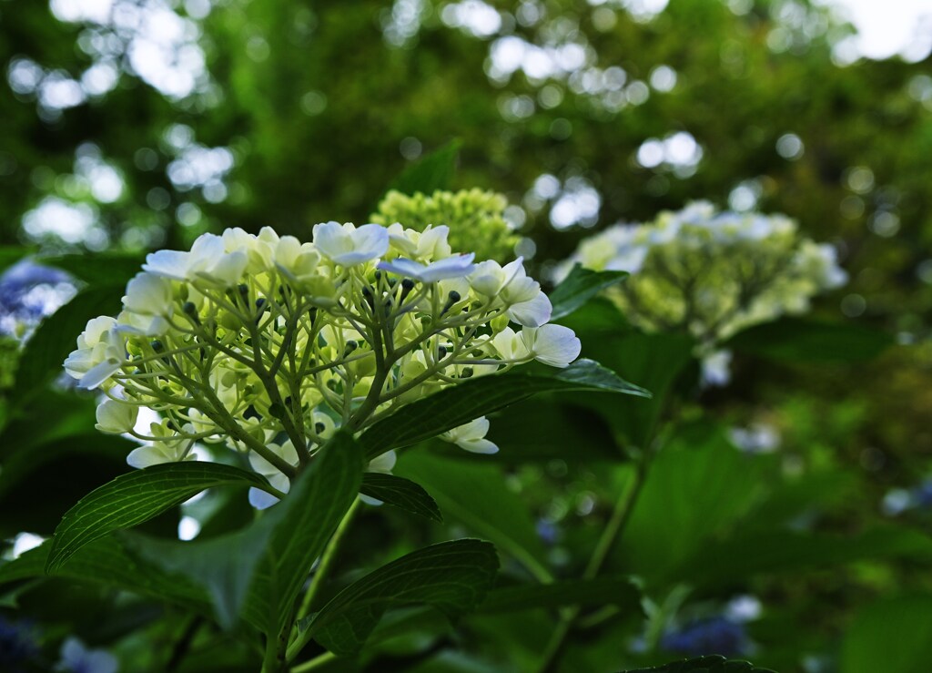 緑茎