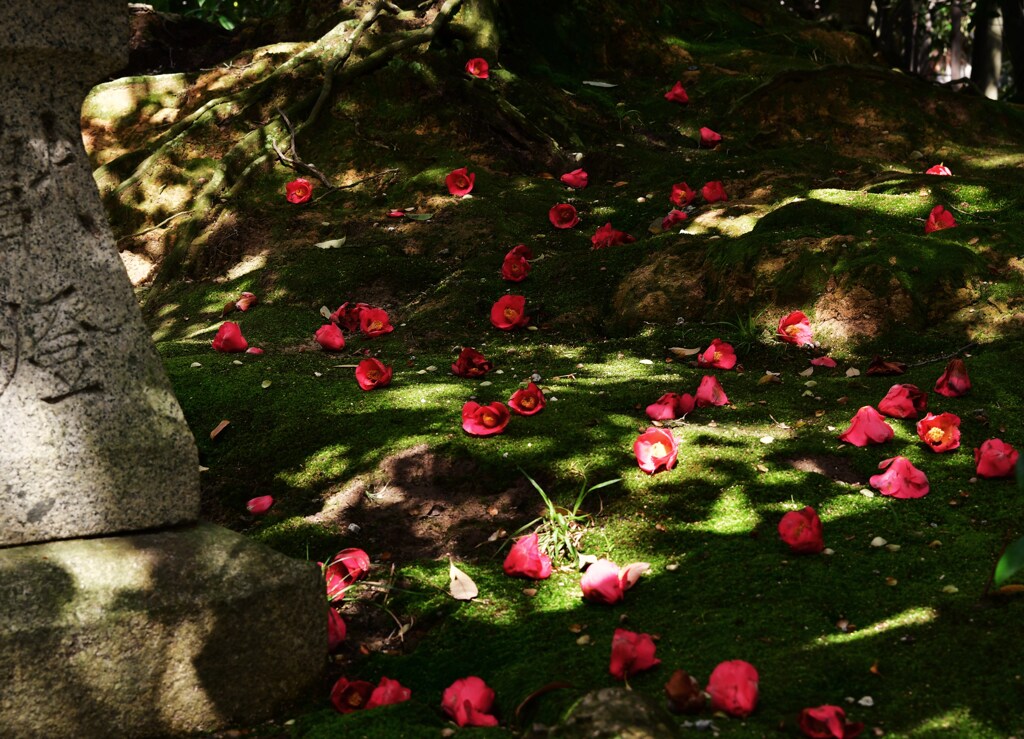木洩れ日の下で