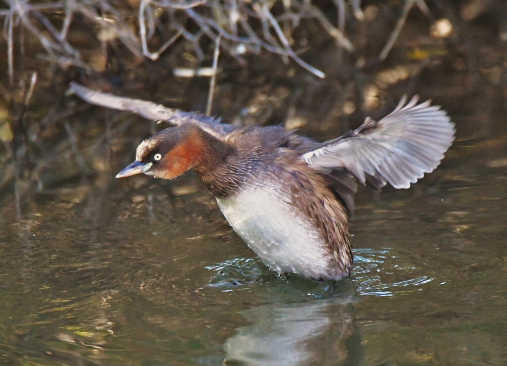 カイツブリ