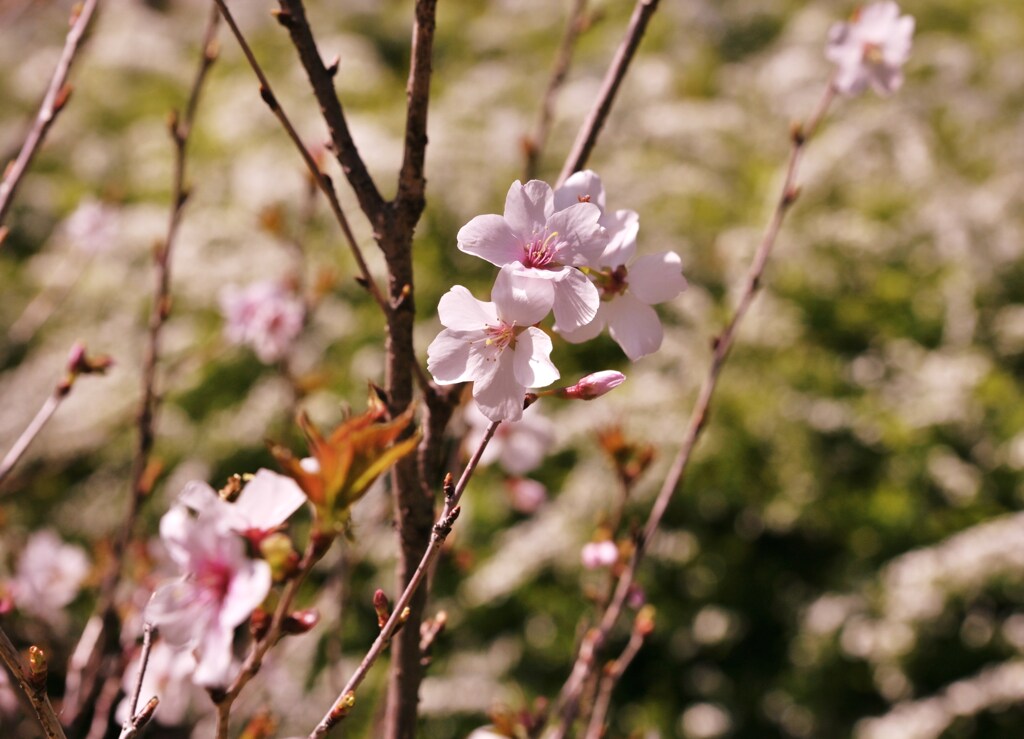 花咲く