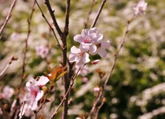 花咲く