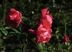 冬の花