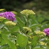 紫陽花