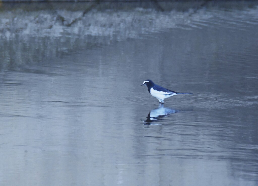 セグロセキレイ