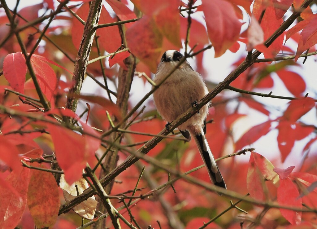 エナガの秋