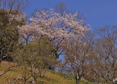 山桜