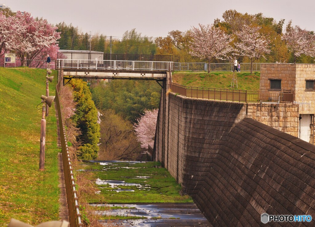 奥の桜