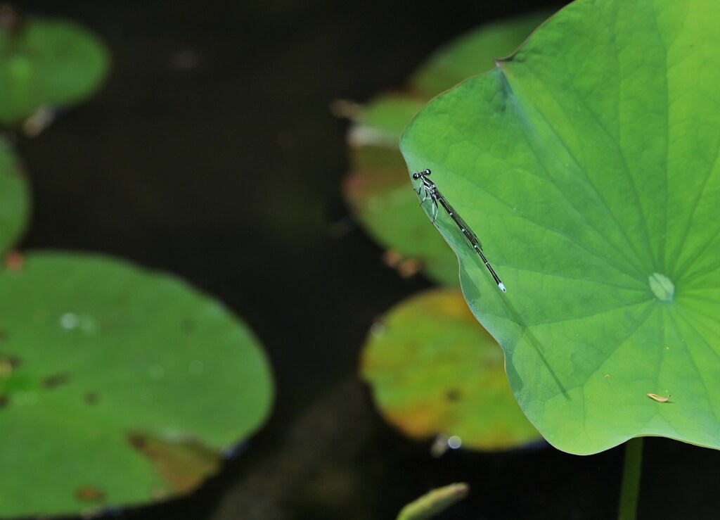 蜻蛉