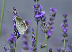 ホワイト&ブルー