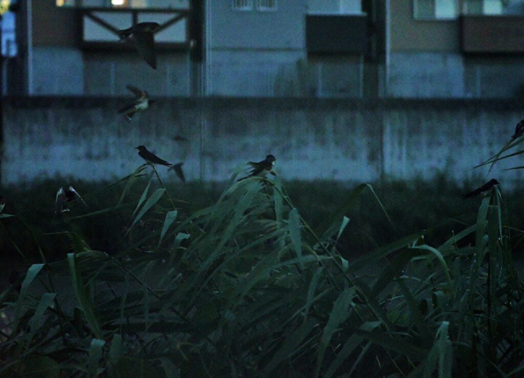 ツバメ