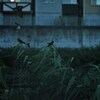 ツバメ