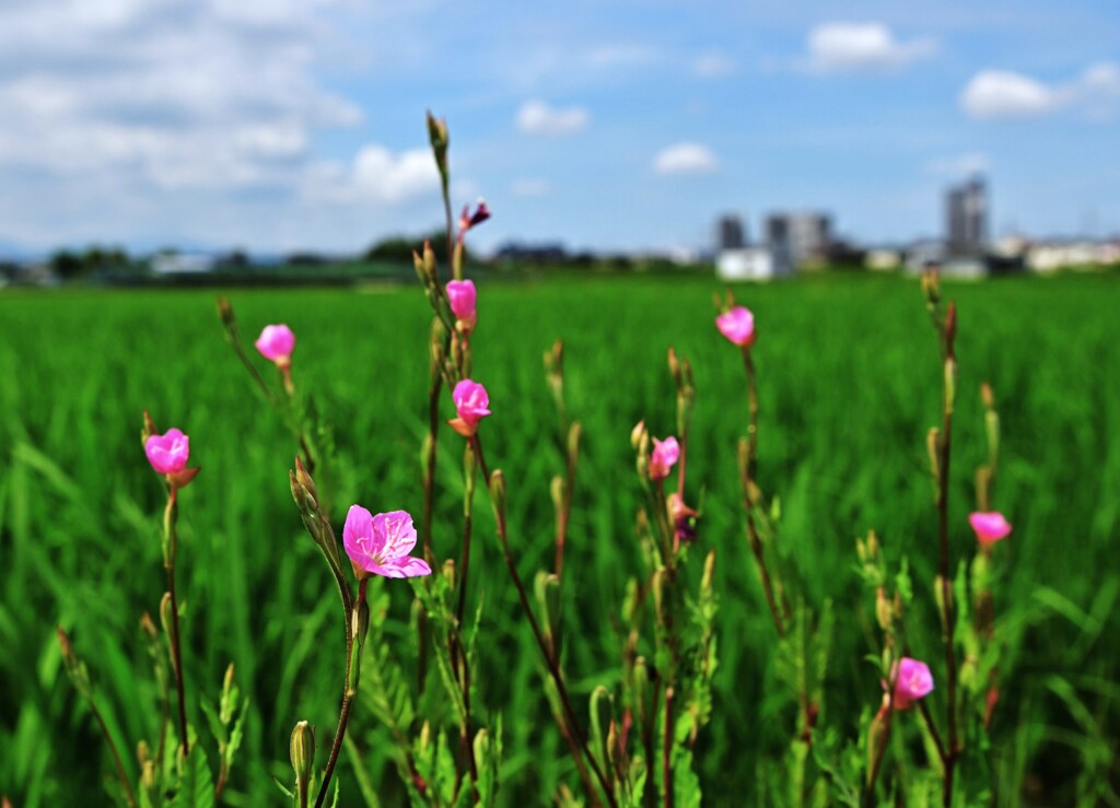 初夏の遠望