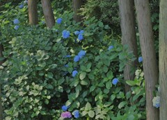 水色の点