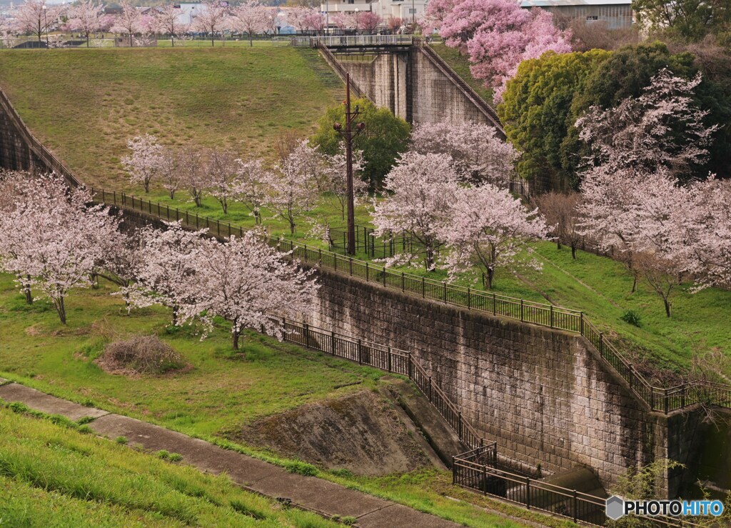 ダム池の桜