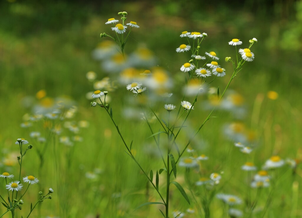 紫陽花の向こう