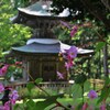 多宝と咲く
