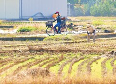 生活道
