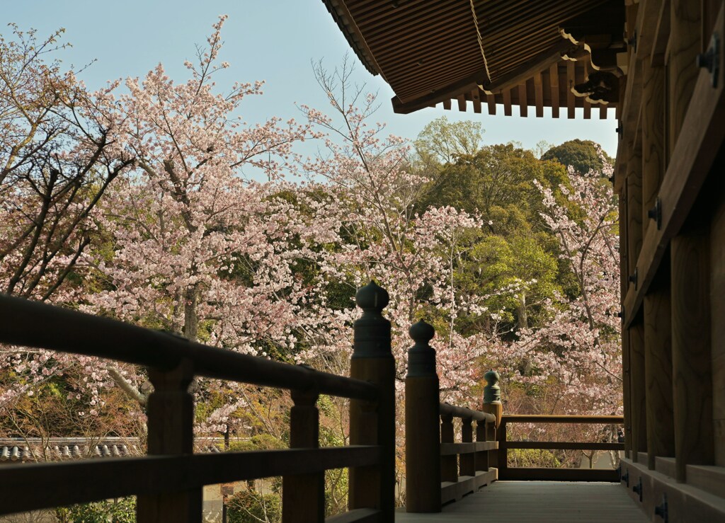 回廊に桜
