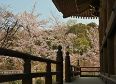 回廊に桜