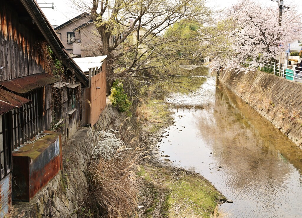 終桜