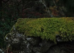 苔の美