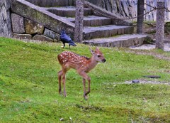 烏と小鹿