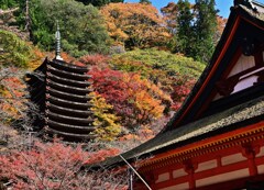 紅葉
