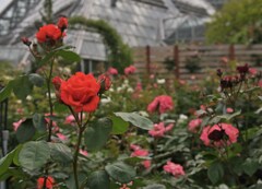 植物園のバラ