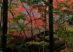 屋根の彩