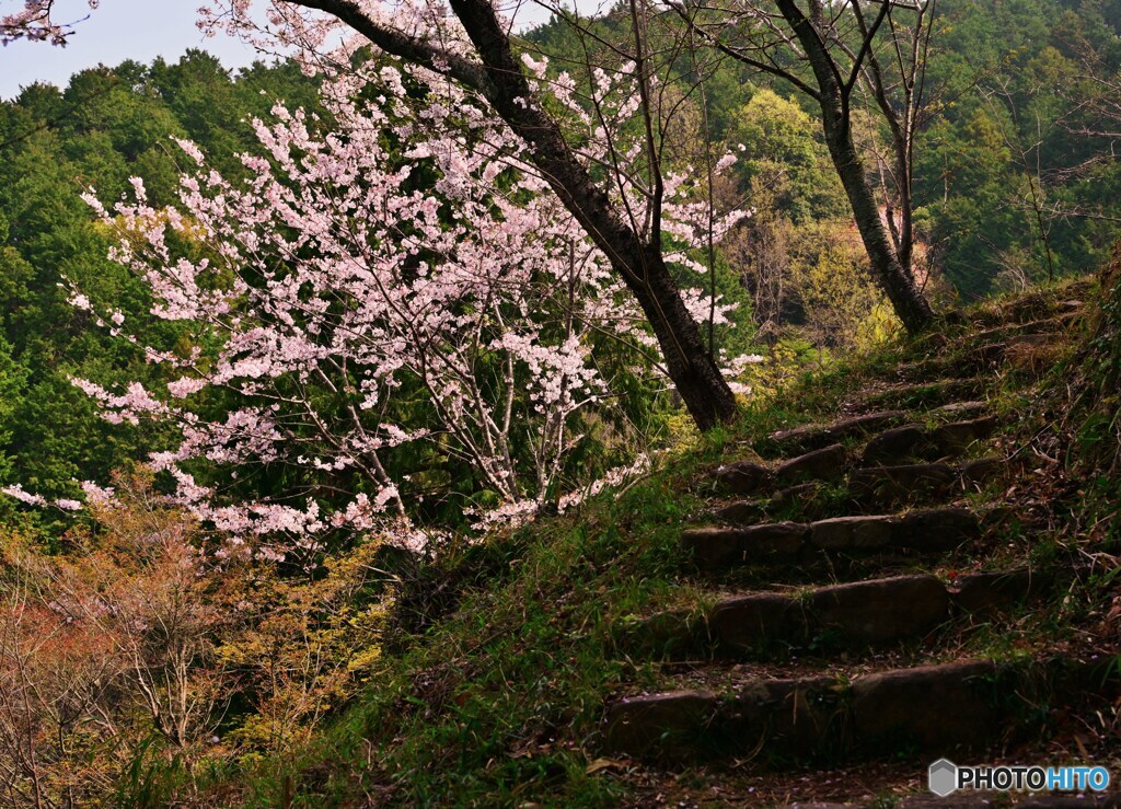 階段に桜