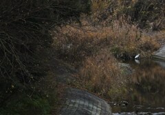 河原の鷺
