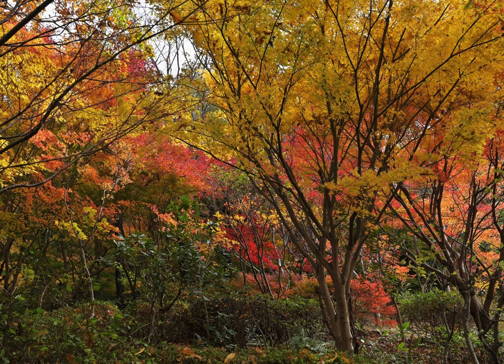 紅葉