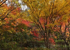 紅葉