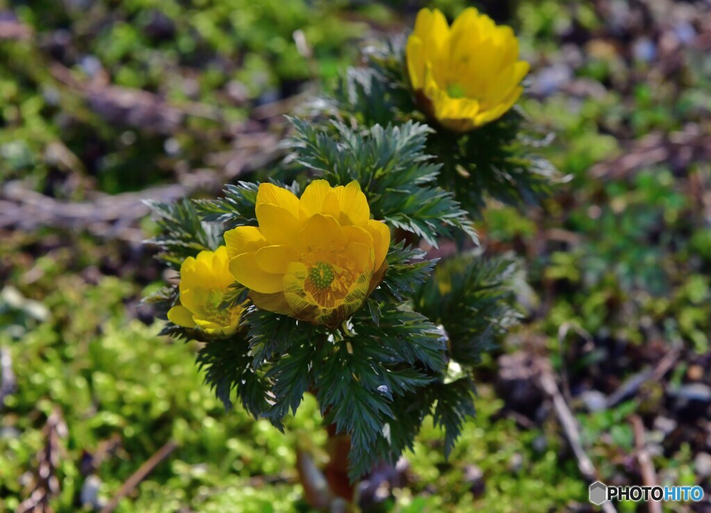 黄色の落ち着き