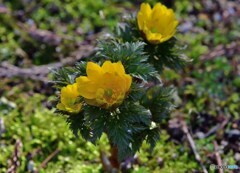 黄色の落ち着き