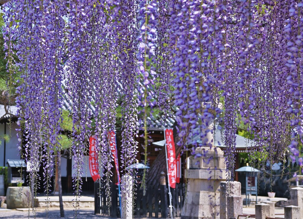 藤の寺