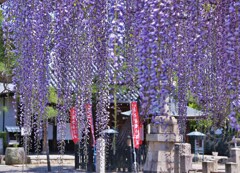 藤の寺
