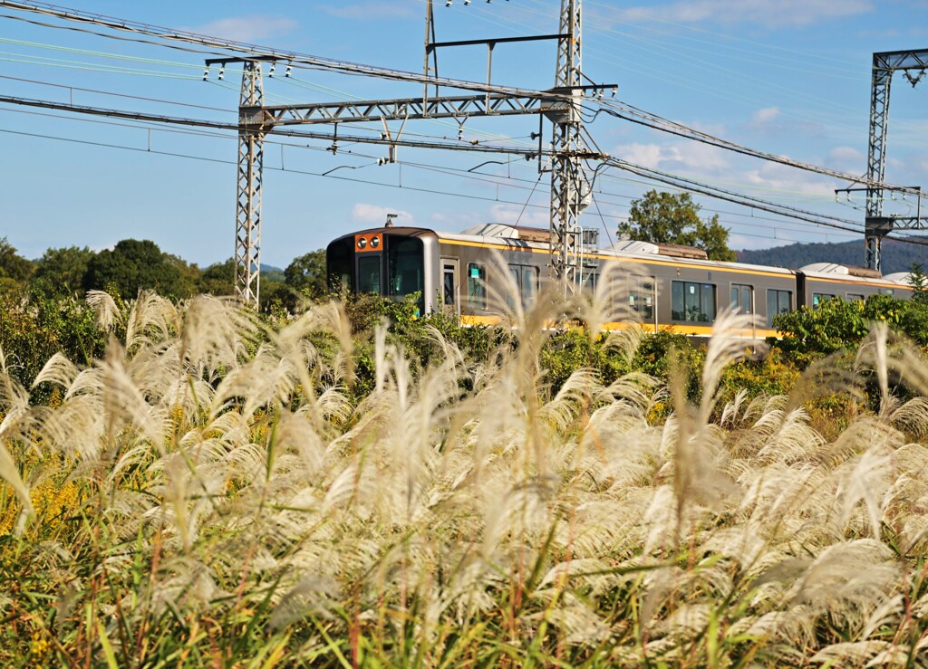 すすきを揺らし