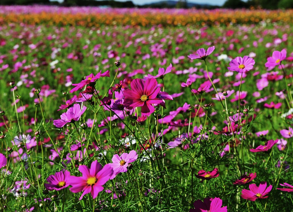 秋桜