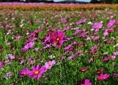 秋桜