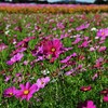 秋桜