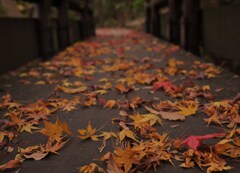紅葉