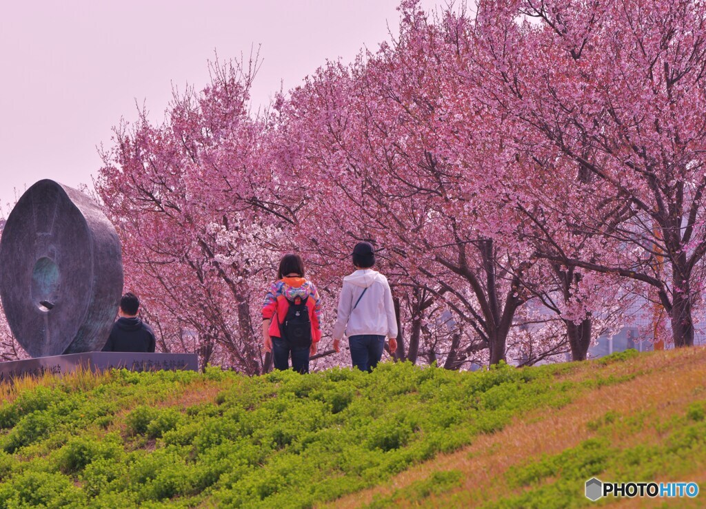 桜歩