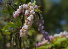 花流